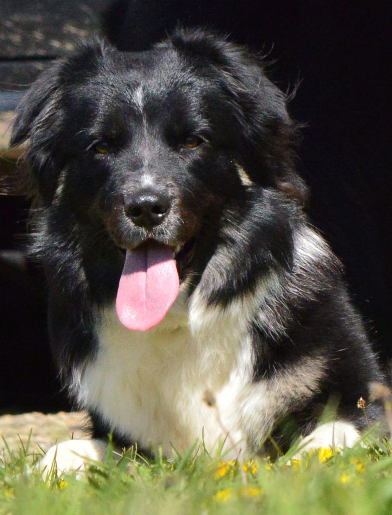 Roxy 1 - Portraits Animaux de compagnie - 💜 Votre photographe Cécile Clerfayt sur Mâcon et ses environs portrait de chien